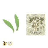 Athéna - Boîte de 4 Espérantines Originales à l'huile d'olive