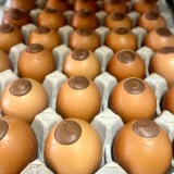 The Golden Egg – Praline Egg in Real Shell x 1